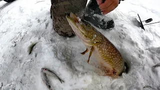 РЫБАЛКА УДАЛАСЬ - ЛОВИМ ЩУК, ОКУНЕЙ И ЖАРИМ РЫБУ / FISHING WAS A SUCCESS-WE CATCH PIKE, PERCH