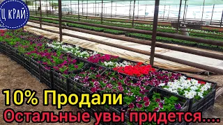 Продали всего 10% ПЕТУНИИ, остальные пришлось.... эх😢. ОКАЗЫВАЕТСЯ СЛОЖНО ВЫРАЩИВАТЬ ПЕТУНИИ ЛЕТОМ.