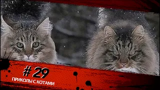 Смешные КОТЫ #29 / Лучшие приколы 2020 / Funny cats.