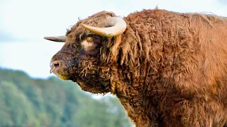 A MASSIVE HIGHLAND BULL HAS ARRIVED ON THE FARM!