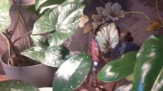 Обзор стеллажа с растениями. Цветущий кактус и орхидея с уценки🌵🌿🌸