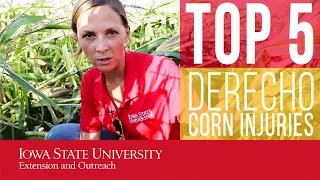 Top 5 "Iowa Derecho" corn injuries