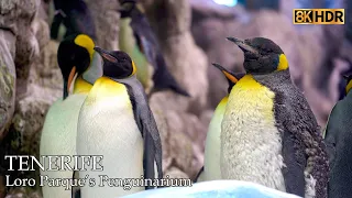 Antarctic or   Loro Parque’s Penguinarium - Puerto de la Cruz - Tenerife - Canary Islands - Spain 8K