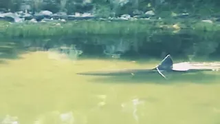 Shark Cruising By In Massachusetts Salt Pond