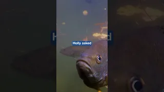 Woman becomes friends with sunfish