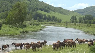 Табун лошадей на реке Белой