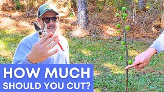 How to Prune a Fig Tree | Young & Old Trees