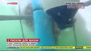 В ЮАР туристы сняли на видео атаку большой белой акулы