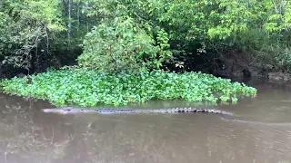 Estuarine Crocodile or Saltwater Crocodile