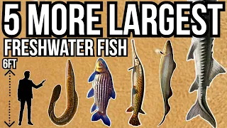 5 More of The Largest Freshwater Fish In The World Part 9