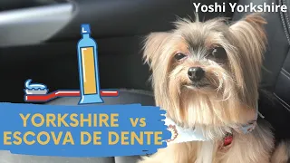 Dog x Toothbrush (Battle of the century)