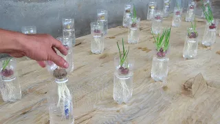 How to grow Onion and Garlic in Plastic Bottle for beginners