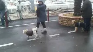 Port de St Cyprien après la tempête