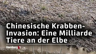 Chinesische Krabben-Invasion: Eine Milliarde Tiere an der Elbe