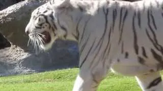 Loro Parque Tigers