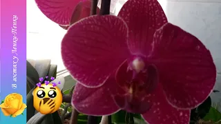 Душ для Орхидей// Стресс для Орхидеи - способ стимуляции для Орхидеи?//Результат после душа #орхидеи