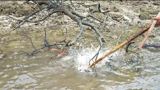 Menjadi Hal biasa Berburu ikan Mangrove Jack sebanyak ini‼️