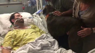 Poor Dog Is Brought To Hospital To Say Goodbye To Its Dying Human