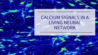 Calcium signals in a living neural network | Human Cortical Neurons | StemRNA Neuro