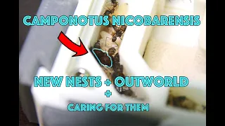 Camponotus Nicobarensis 5 - 30 Workers + New Nest And OutWorld!