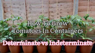 Growing Tomatoes In Containers, Growing Indeterminate Tomatoes, Vegetable Gardening