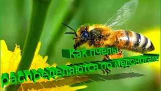 Профессор Кашковский: Чем руководствуются пчелы, когда распределяются по медоносу?