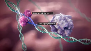 The Science of Heat Shock Proteins in Proteostasis