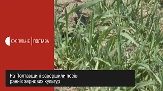 На Полтавщині завершили посів ранніх зернових культур