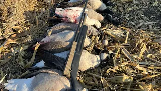 First goose hunt 2023 with my PBBA air shotgun