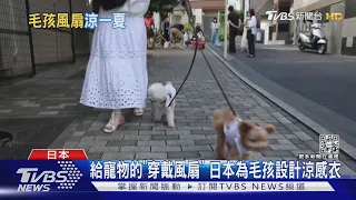 給寵物的「穿戴風扇」 日本為毛孩設計涼感衣｜TVBS新聞