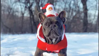 French Bulldogs Funny Moments & Fails Compilation #15 французский бульдог приколы