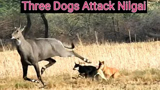 How The Dogs Attacked A Lame Nilgai ? ||tech earth|| 💐💐