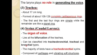 Avian Anatomy 3, Respiratory, Urinary & Male genital System