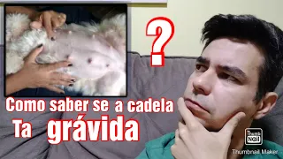 Como saber se a cadela ta grávida ?