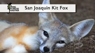 San Joaquin Kit Fox - Saving Species Together