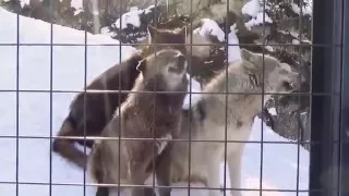 【旭山動物園】オオカミがいつもよりも遠吠えしてます。