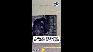 Baby chimp reunites with mom after night in care following snake bite