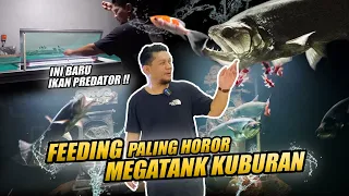 MEGATANK KEMATIAN !! FEEDING IKAN PREDATOR MONSTER AMAZON MEMBABI BUTA !!