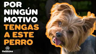 YORKSHIRE TERRIER: 7 RAZONES PARA NO TENERLO