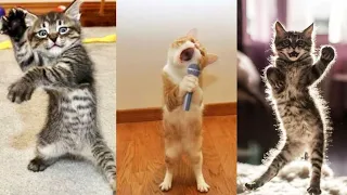 Funniest Animals 2023 😂Funny My kitty Video #67 || Trixie Animal.