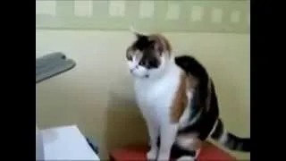 Funny Cats compilation 2013