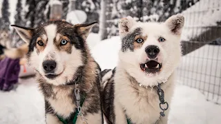 Husky Sled Ride at Lammintupa Winter Village Ruka Kuusamo Finland