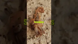 AMAZING SCORPION FACTS #shorts #shortsvideo #animalshorts #animalfacts #animals #scorpio #scorpion