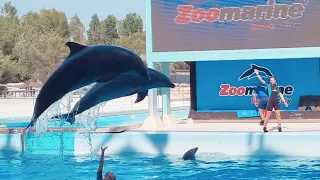 zoomarine spettacolo completo dei delfini Agosto 2021