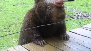 WOMBAT PAT