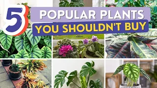5 Popular Plants You Shouldn't Buy, if you don't have much time