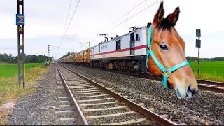 Dangerous Angry MAD HORSE Headed Aggressive TEESTA-TORSA Express