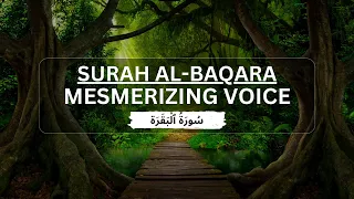 Surah Al-Baqarah | سورة البقرة | Beautiful Quran Recitation by Sheikh Mohammed Al-Faqih