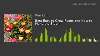 Best Easy to Grow Roses and How to Make the Bloom