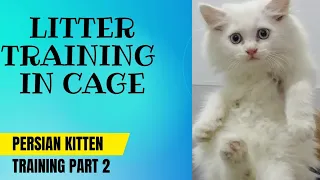 How to train your persian kittens/Best method for litter training /Urdu /Hindi